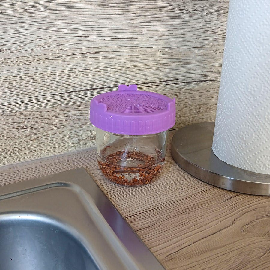 Den Samen im SPROSSI-Glas eineichen lassen.